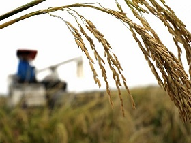 全球暖化釀糧食危機